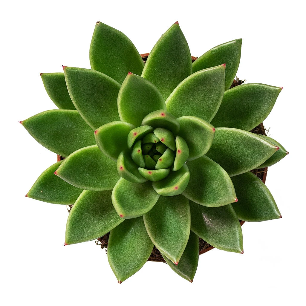Echeveria Agavoides Miranda 9 Echeveria Agavoides Miranda - Image 7