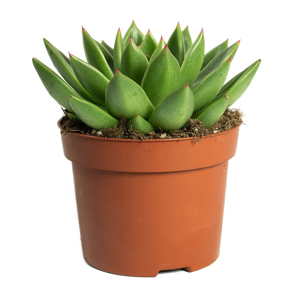 Echeveria Agavoides Miranda 11 Echeveria Agavoides Miranda - Image 9