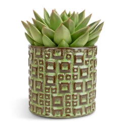 Echeveria Agavoides Miranda