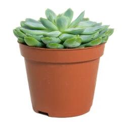 Echeveria Elegans - Mexican Snow Ball -Hortology Plants Shop Echeveria elegans Mexican Snow Ball 8.5cm