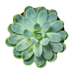 Echeveria Elegans - Mexican Snow Ball -Hortology Plants Shop Echeveria elegans Mexican Snow Ball 8.5cm Above