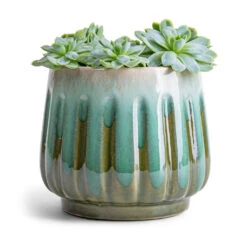 Echeveria Elegans - Mexican Snow Ball -Hortology Plants Shop Echeveria elegans Mexican Snow Ball 8.5x10cm Alice Plant Pot Ocean 12x10cm