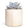 Echeveria Lilacina - Ghost Echeveria 2 Echeveria Lilacina - Ghost Echeveria -Hortology Plants Shop Echeveria lilacina Ghost Echeveria 12x15cm Lazzaro Plant Pot Linen Effect 15x13cm