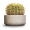 Echinocactus Grusonii - Golden Barrel Cactus -Hortology Plants Shop Echinocactus grusonii Golden Barrel Cactus 25x30cm Eli Plant Bowl Grey Washed 29x13.5cm 5ad0d9b5 7ae1 4004 b094 3f5a2b3fd661