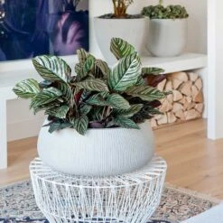 Eileen Ridged Plant Bowl - Cement 12 Eileen Ridged Plant Bowl - Cement -Hortology Plants Shop Eileen Plant Bowl Ridged Cement Calathea Sanderiana