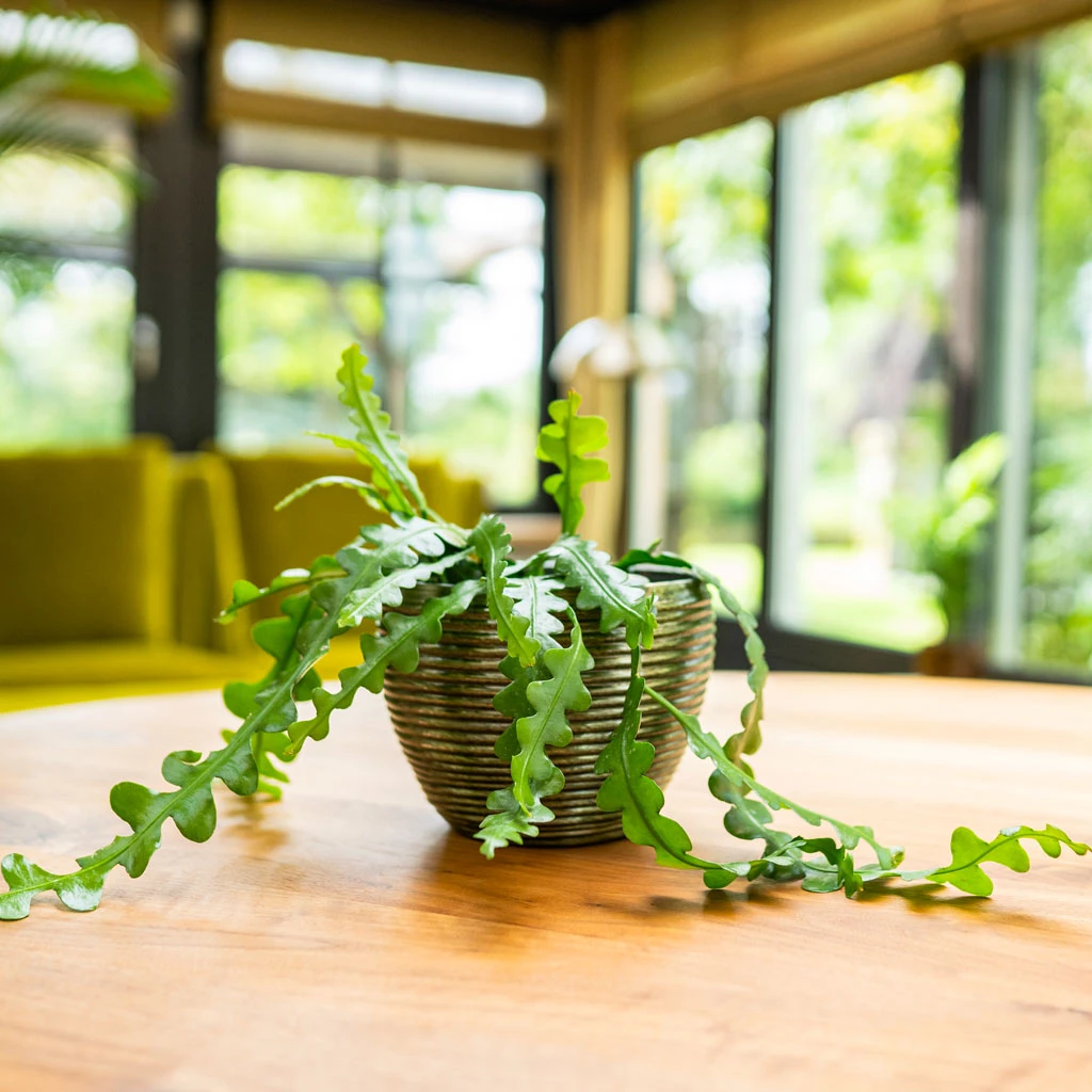 Elise Metal Plant Pot - Green 4 Elise Metal Plant Pot - Green - Image 2