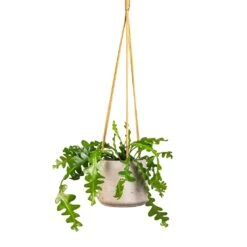 Patt Hanging Plant Pot - Grey Washed -Hortology Plants Shop Epiphyllum anguliger Fishbone Cactus 12x20cm Patt Hanging Plant Pot Grey Washed 17x14cm e60b5487 9bf5 4f5e 9375 152c1e58686d