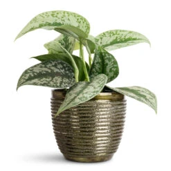 Elise Metal Plant Pot - Green 16 Elise Metal Plant Pot - Green -Hortology Plants Shop Epipremnum Trebie Satin Pothos 12x15cm Elise Metal Pot Green 15x12cm
