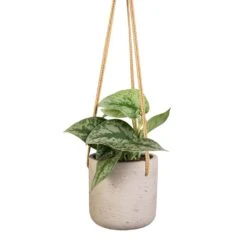 Charlie Hanging Plant Pot - Grey Washed 13 Charlie Hanging Plant Pot - Grey Washed -Hortology Plants Shop Epipremnum Trebie Satin Pothos Trebie 12x15cm Charlie Hanging Plant Pot Grey Washed 15x15cm