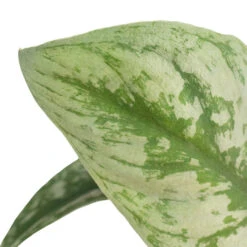 Hortology Plants Shop -Hortology Plants Shop Epipremnum Trebie Satin Pothos Trebie 2