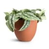 Epipremnum Trebie - Satin Pothos Trebie 2 Epipremnum Trebie - Satin Pothos Trebie -Hortology Plants Shop Epipremnum Trebie Satin Pothos Trebie 20x45cm Coral Refined Planter Canyon Orange 25x21cm