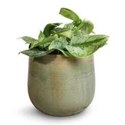 Iris Plant Pot - Mint 37 Iris Plant Pot - Mint -Hortology Plants Shop Epipremnum Trebie Satin Pothos Trebie 20x45cm Iris Plant Pot Mint 26x21cm da0a83dd e238 4c35 a208 c2428c9a95a1
