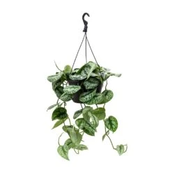 Epipremnum Trebie - Satin Pothos Trebie -Hortology Plants Shop Epipremnum Trebie Satin Pothos Trebie Hanging