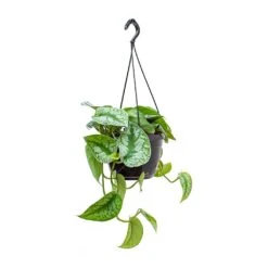Epipremnum Trebie - Satin Pothos Trebie -Hortology Plants Shop Epipremnum Trebie Satin Pothos Trebie Hanging Small