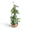 Epipremnum Trebie - Satin Pothos Trebie - Moss Pole