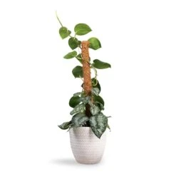 Epipremnum Trebie - Satin Pothos Trebie - Moss Pole -Hortology Plants Shop Epipremnum Trebie Satin Pothos Trebie Moss Pole 19x80cm Angle Couple Plant Pot White 24x23cm ec26c18c 1707 4cbc b2d5 5c0e25ba2052