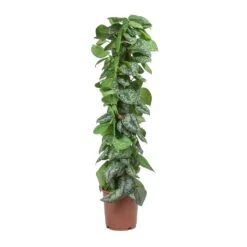 Epipremnum Trebie - Satin Pothos Trebie - Moss Pole -Hortology Plants Shop Epipremnum Trebie Satin Pothos Trebie Moss Pole