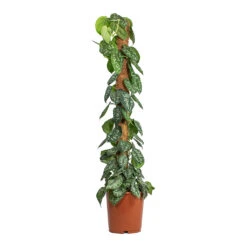 Epipremnum Trebie - Satin Pothos Trebie - Moss Pole -Hortology Plants Shop Epipremnum Trebie Satin Pothos Trebie Moss Pole 24cm