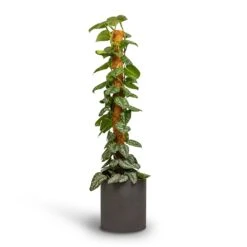 Max Refined Planter - Volcano Black -Hortology Plants Shop Epipremnum Trebie Satin Pothos Trebie Moss Pole 24x120cm Pot Max Refined Planter Volcano Black 29x29.5cm 4