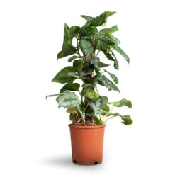 Epipremnum Trebie - Satin Pothos Trebie - Moss Pole -Hortology Plants Shop Epipremnum Trebie Satin Pothos Trebie Moss Pole b10c115e 5acc 4977 9df7 101490acb0c9
