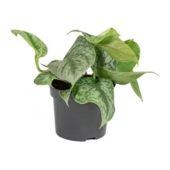Epipremnum Trebie - Satin Pothos Trebie -Hortology Plants Shop Epipremnum Trebie Satin Pothos Trebie Small