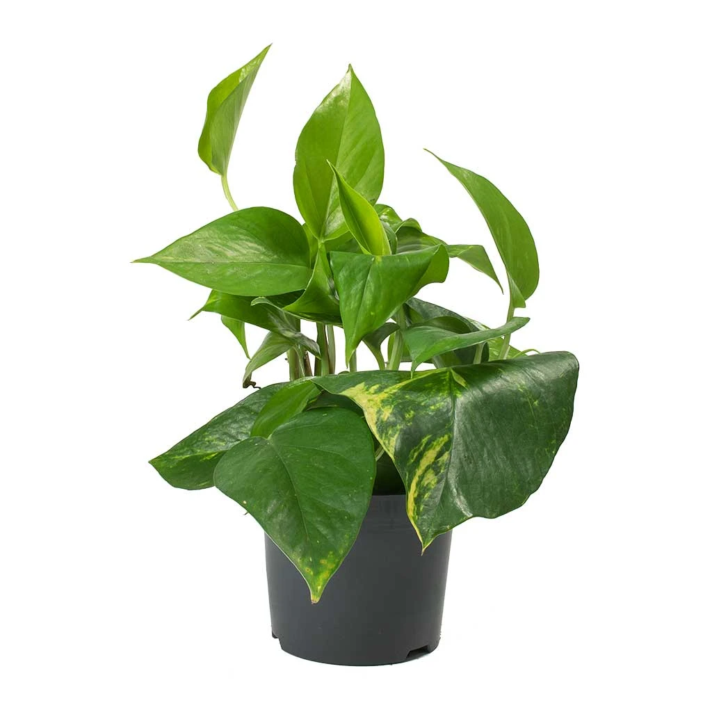 Epipremnum Aureum - Golden Pothos 7 Epipremnum Aureum - Golden Pothos - Image 5