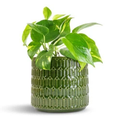 Epipremnum Aureum - Golden Pothos 25 Epipremnum Aureum - Golden Pothos -Hortology Plants Shop Epipremnum aureum Golden Pothos 12x25cm Flor Plant Pot Green 17x15cm