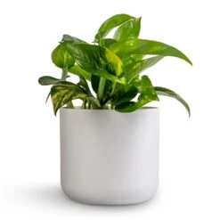 Epipremnum Aureum - Golden Pothos 40 Epipremnum Aureum - Golden Pothos -Hortology Plants Shop Epipremnum aureum Golden Pothos 12x25cm Lisbon Plant Pot White 6bebc7c3 1cc8 4e4a bf30 0863a2d73277