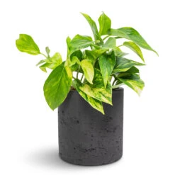 Epipremnum Aureum - Golden Pothos 38 Epipremnum Aureum - Golden Pothos -Hortology Plants Shop Epipremnum aureum Golden Pothos 12x25cm Puk Plant Pot Black Washed 15x15cm 6fa27530 3a0b 4924 8dd7 32bf7bdec574