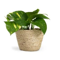 Selin Plant Basket - Jute -Hortology Plants Shop Epipremnum aureum Golden Pothos 12x25cm Selin Plant Basket Jute 15x12cm 89d98fe9 f75a 46c9 8783 c72b17a531ad