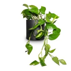 Puk Natural Planter - Matt Black -Hortology Plants Shop Epipremnum aureum Golden Pothos 15x30cm Puk Natural Planter Matt Black 20x20cm
