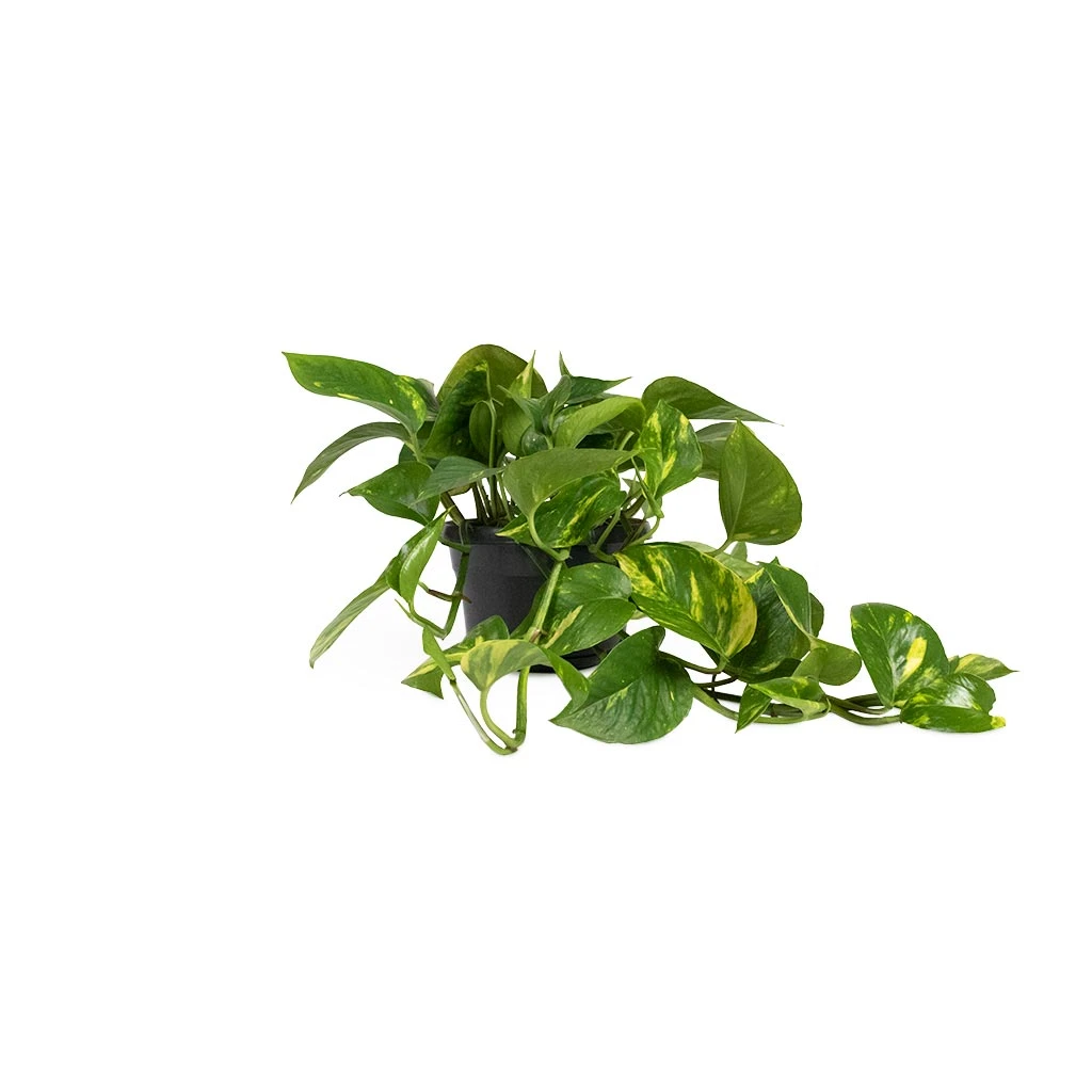 Epipremnum Aureum - Golden Pothos 11 Epipremnum Aureum - Golden Pothos - Image 9