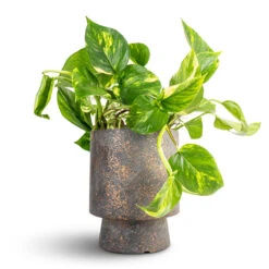 Epipremnum Aureum - Golden Pothos 31 Epipremnum Aureum - Golden Pothos -Hortology Plants Shop Epipremnum aureum Golden Pothos 15x60cm Aily Plant Pot Earth Cement 19x23cm 2
