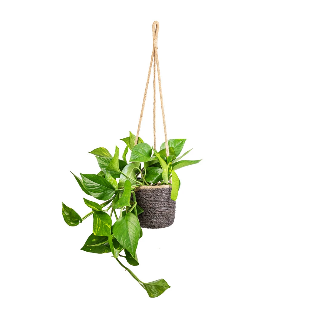 Epipremnum Aureum - Golden Pothos 10 Epipremnum Aureum - Golden Pothos - Image 8