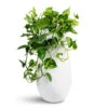 Epipremnum Aureum - Golden Pothos -Hortology Plants Shop Epipremnum aureum Golden Pothos 20x40cm Nax Essentials Tall Planter Matt White 35x70cm 2
