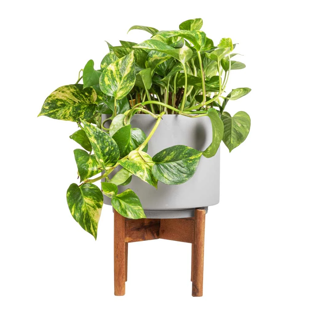Epipremnum Aureum - Golden Pothos 14 Epipremnum Aureum - Golden Pothos - Image 12