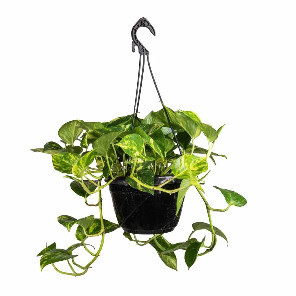 Epipremnum Aureum - Golden Pothos 13 Epipremnum Aureum - Golden Pothos - Image 11