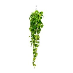 Epipremnum Aureum - Golden Pothos 36 Epipremnum Aureum - Golden Pothos -Hortology Plants Shop Epipremnum aureum Golden Pothos Long Trails