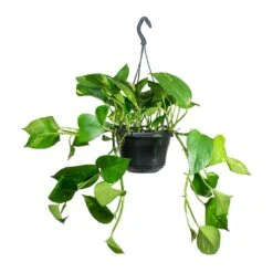 Epipremnum Aureum - Golden Pothos 41 Epipremnum Aureum - Golden Pothos -Hortology Plants Shop Epipremnum aureum Golden Pothos Medium