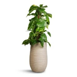 Dune Partner Planter - Oat 12 Dune Partner Planter - Oat -Hortology Plants Shop Epipremnum aureum Golden Pothos Moss Pole 17x60cm Dune Partner Planter Oat 25x40cm 54906bad 14c3 41ce a26c e13d5fc725b9