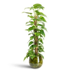 Emmie Metal Plant Pot - Mystic Yellow 20 Emmie Metal Plant Pot - Mystic Yellow -Hortology Plants Shop Epipremnum aureum Golden Pothos Moss Pole 19x90cm Emmie Metal Pot Mystic Yellow 23x20cm