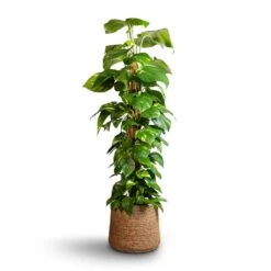 Patt Plant Pot - Straw Grass -Hortology Plants Shop Epipremnum aureum Golden Pothos Moss Pole 24x120cm Patt Plant Pot Straw Grass 35x30cm edc1b824 4d79 4e81 ab4c 7b85037d384f