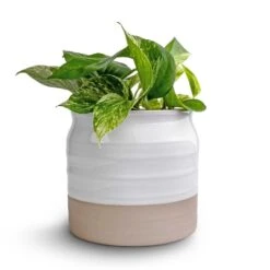 Epipremnum Aureum - Marble Queen Pothos -Hortology Plants Shop Epipremnum aureum Marble Queen Pothos 12x20 Puro Ripple Plant Pot White 17x16cm2 94f2cdcb a0cc 49bd 9073 03f7f3dba1d7