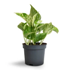 Epipremnum Aureum - Marble Queen Pothos -Hortology Plants Shop Epipremnum aureum Marble Queen Pothos 12x20cm