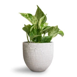 Epipremnum Aureum - Marble Queen Pothos -Hortology Plants Shop Epipremnum aureum Marble Queen Pothos 12x20cm Cas Plant Pot Cool Grey 15x13cm
