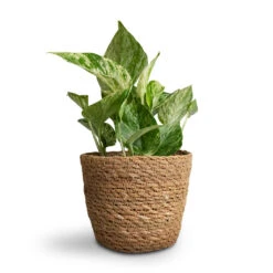Epipremnum Aureum - Marble Queen Pothos -Hortology Plants Shop Epipremnum aureum Marble Queen Pothos 12x20cm Igmar Plant Basket Natural 15x12cm