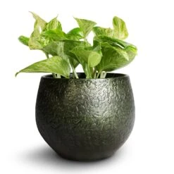 Noor Plant Pot - Velvet Green 32 Noor Plant Pot - Velvet Green -Hortology Plants Shop Epipremnum aureum Marble Queen Pothos 12x20cm Noor Plant Pot Velvet Green 16x13cm 6804906c b361 4243 a6f2 9afa9235fe65