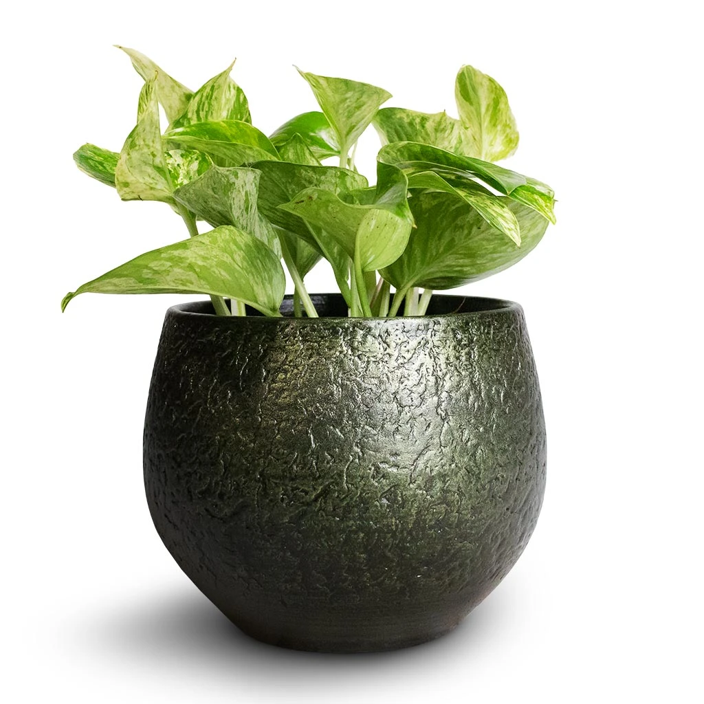 Noor Plant Pot - Velvet Green 13 Noor Plant Pot - Velvet Green - Image 11