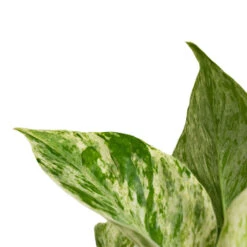 Epipremnum Aureum - Marble Queen Pothos -Hortology Plants Shop Epipremnum aureum Marble Queen Pothos Close