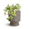 Epipremnum Aureum - NJoy Pothos 2 Epipremnum Aureum - NJoy Pothos -Hortology Plants Shop Epipremnum aureum NJoy Pothos 12x15cm Aily Plant Pot Anthracite 17x20cm